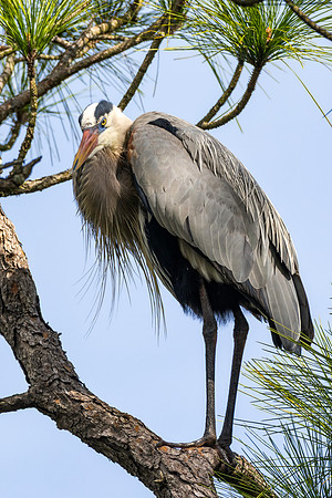 CMS_7198-Heron copy