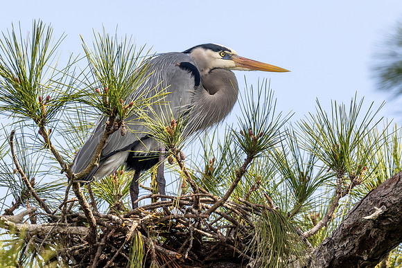 CMS_7118-Heron copy