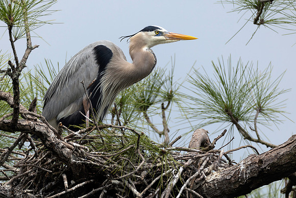 CMS_7346-Heron copy