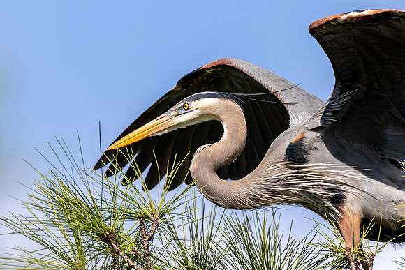 CMS_7540-Heron copy