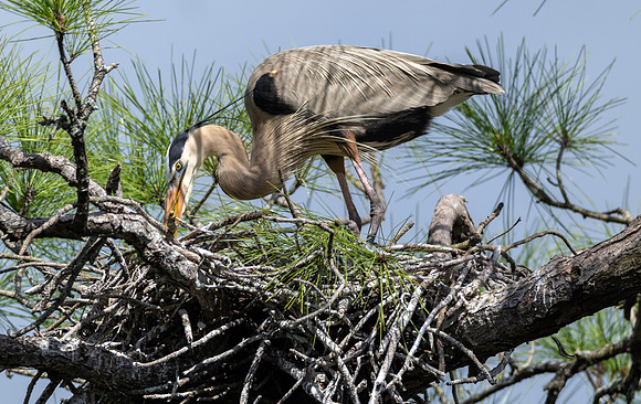 CMS_7489-Heron copy