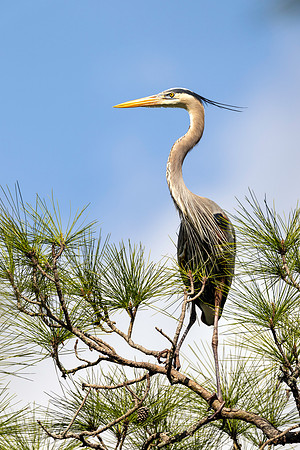 CMS_7521-Heron copy