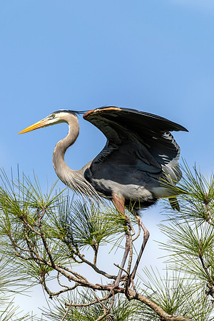 CMS_7563-Heron copy