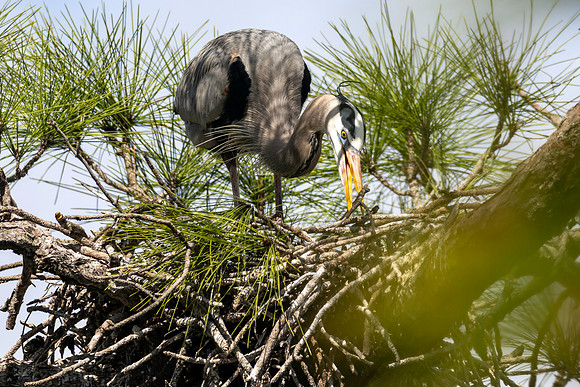 CMS_7613-Heron copy