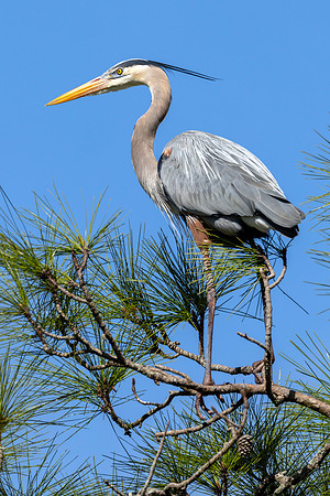 CMS_7735-Heron copy