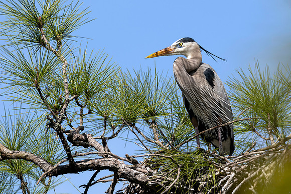 CMS_7783-Heron copy