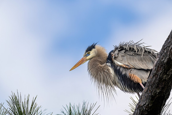 CMS_8006-Herons-One copy