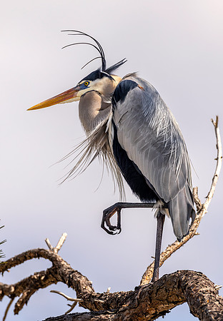 CMS_8426-Heron copy