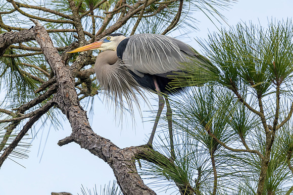 CMS_8122-Heron copy
