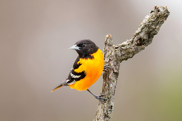 CMS_5028-Oriole
