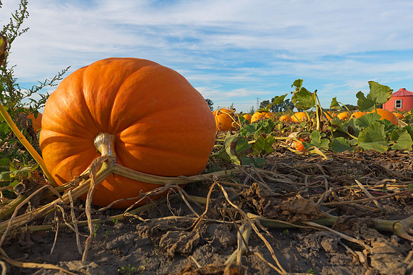 Giant Pumpkins for Sale