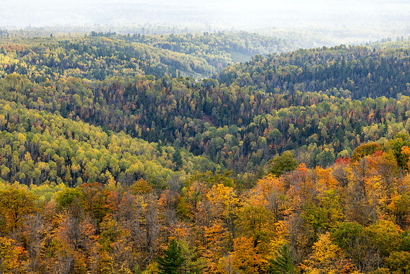 Autumn in Ottawa Forest - UP-756 CS207142