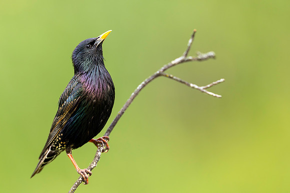 CMS_5459-Starling