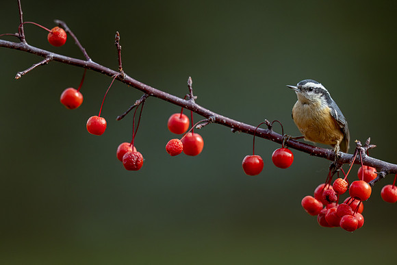 CS214343-RB Nuthatch