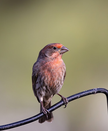 CS233141-House Finch
