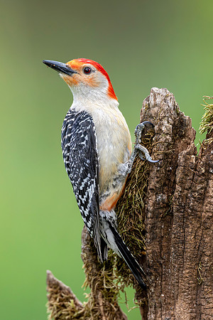 CMS_5857-Yellow Bellied Woodpecker