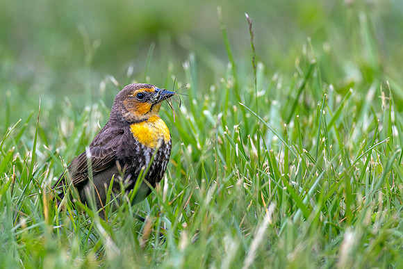 CMS_4709-Juvenile Yellow-headed Blackbird