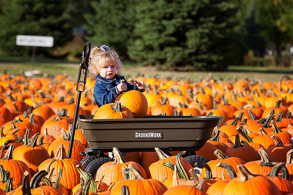 At Johnson's Giant Pumpkin Farm
