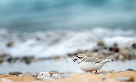 _S230871-P Plover