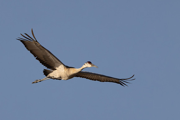 CS216760-Sandhill Crane copy