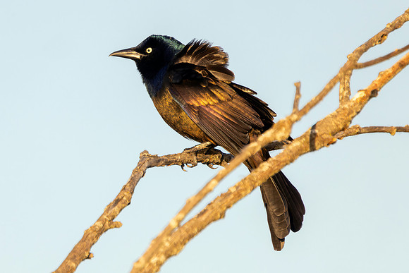 CS214661-Grackle copy