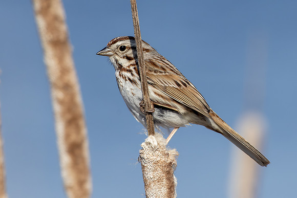 CS211692-Sparrow copy