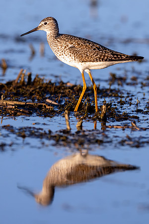 CS238780-Yellow Legs copy
