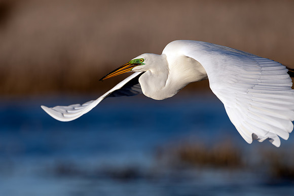 CS238755-Egret Close Up copy
