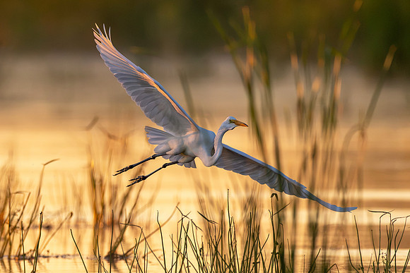 Golden Morning - CMS_9943