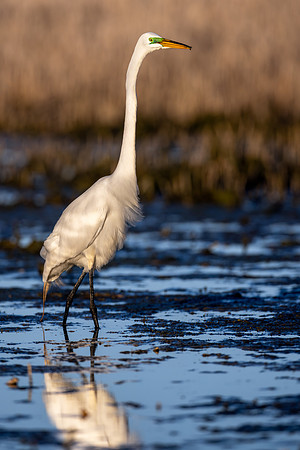 CS238733-Egret copy