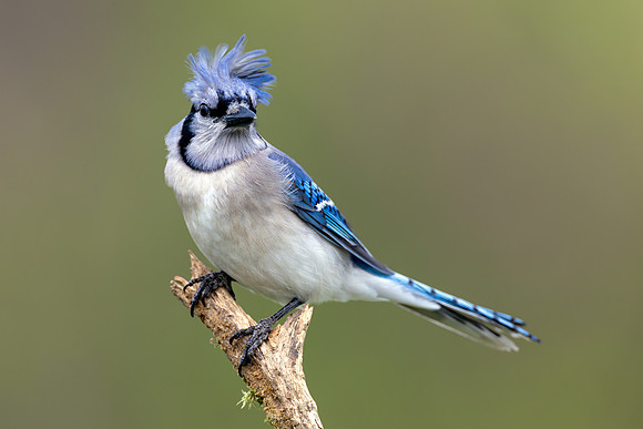CMS_9857_Blue Jay wild Plume copy