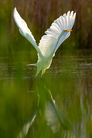 CMS_9659-Egret Spread Wings