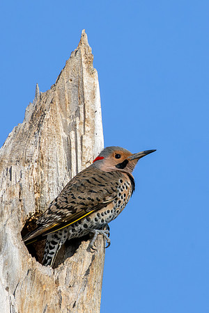 CS211051-Northern Flicker copy