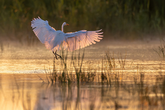 CMS_9655-Egret - Sunrise Liftoff