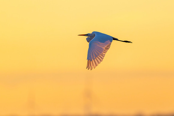 Egret Sunrise - CMS_9958