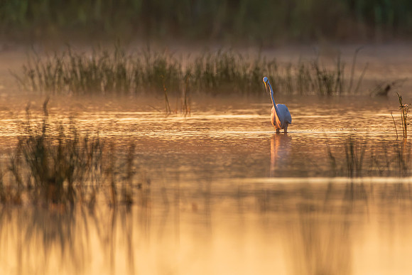 CMS_9609-Egret Sunrise copy
