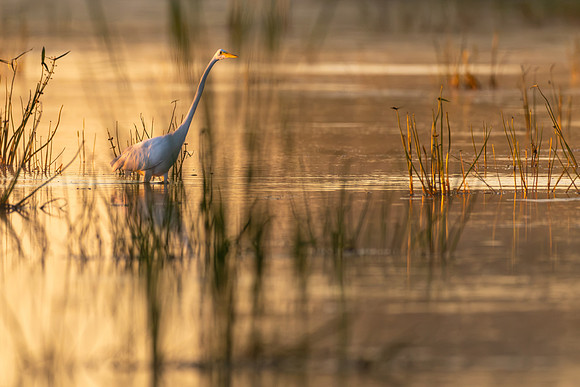 CMS_9872-Egret Sunrise