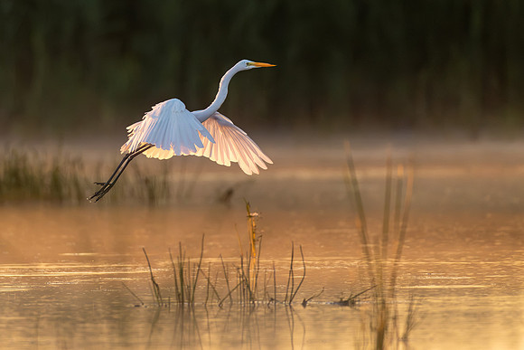 CMS_9808-Egret Sunrise Flight
