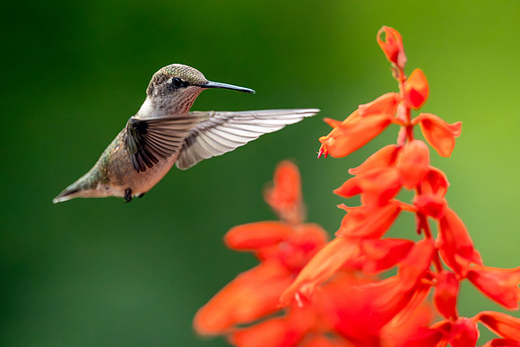 CMS_9180-Hummer and Salvia