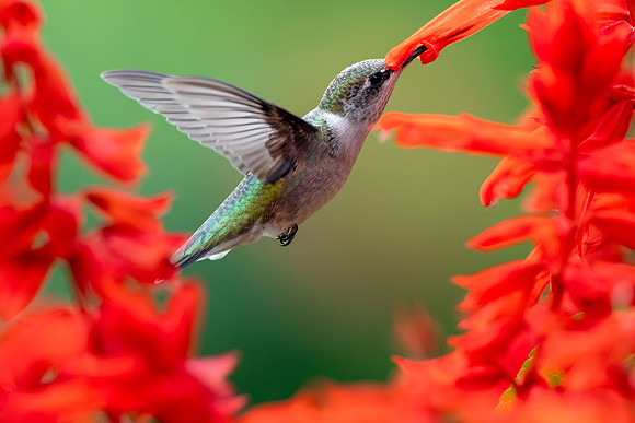 CMS_9163-Hummer copy