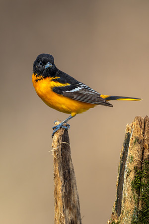 CMS_9466-Oriole copy