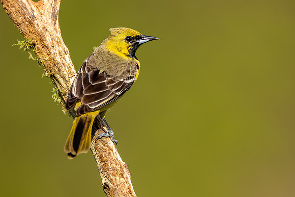 CMS_9090-Female Oriole copy