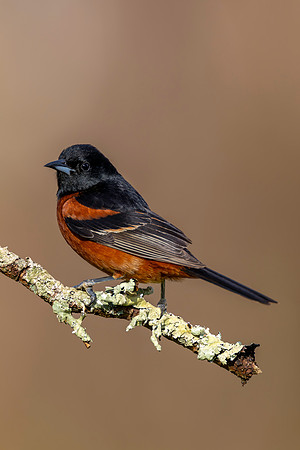 CMS_9165-Orchard Oriole-Vertical copy