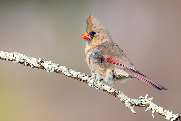 CMS_8535-Female Cardinal - Nice copy