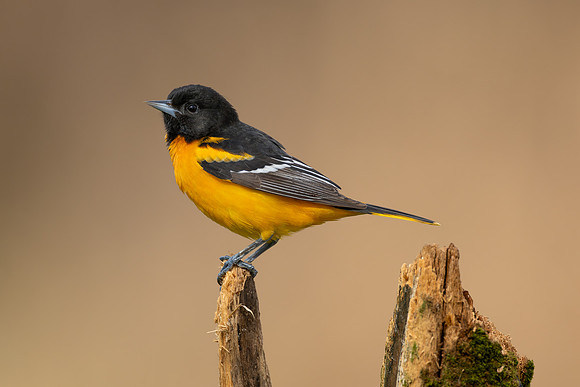 CMS_9428-Oriole copy