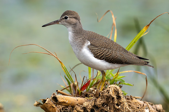 CMS_8369-Sandpiper - Nice - Horizontal