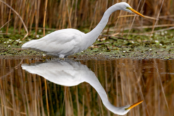 CMS_8332-Egret Mirrored