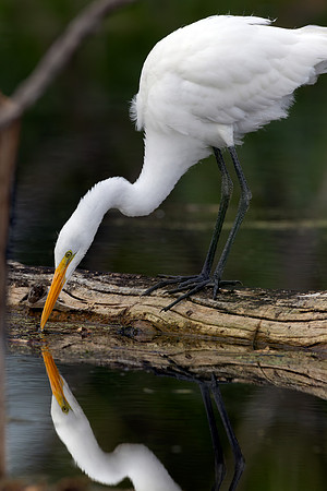 CMS_8305-Egret and Reflection