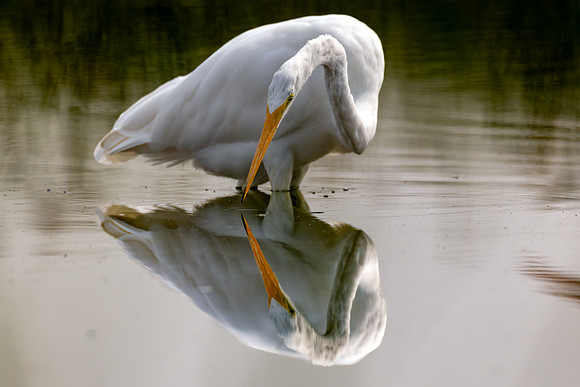 CMS_8402-Egret Refleciton
