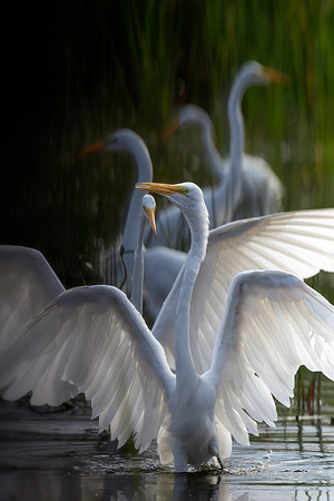 Dance of the Egrets - CMS_8113